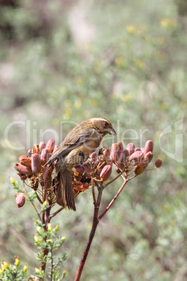 Brauengirlitz (Serinus gularis)