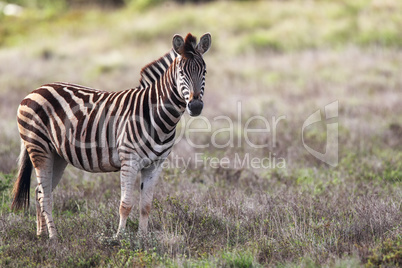 Steppenzebra (Equus quagga)