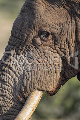 Afrikanischer Elefant (Loxodonta africana)