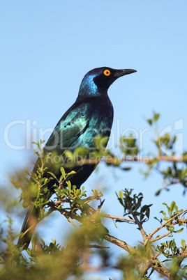 Schwarzbauch-Glanzstar (Lamprotornis corruscus)