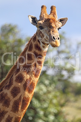 Giraffe (Giraffa camelopardalis)