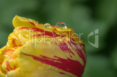Tulpe Tulpe