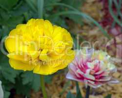 Tulpe