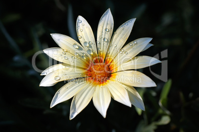 fresh blooming daisy in drops