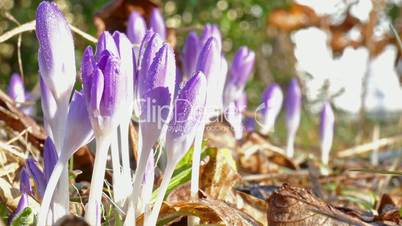 first crocus after winter