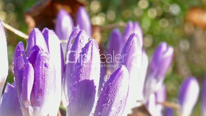 first crocus after winter