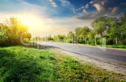 Trees near road