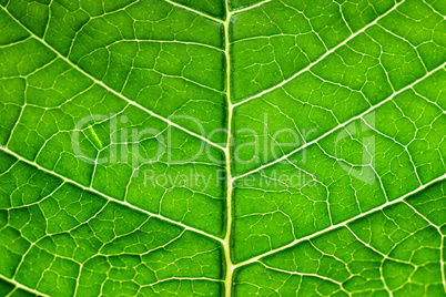 grüner Hintergrund Blatt