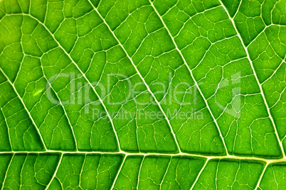 grüner Hintergrund Blatt