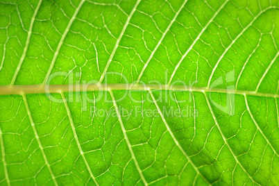 grüner Hintergrund Blatt