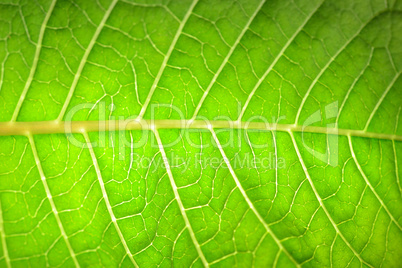 grüner Hintergrund Blatt