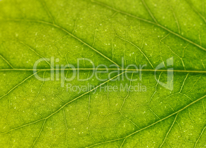 grüner Hintergrund Blatt