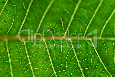 grüner Hintergrund Blatt