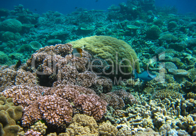Underwater sea life in Queensland. Australian Coral Reef
