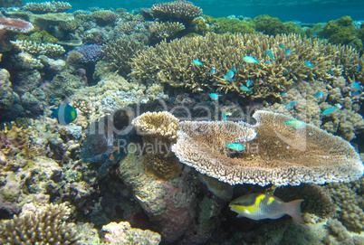 Beautiful colors of coral reef