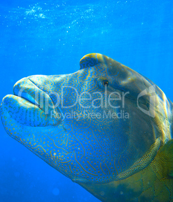 Colorful Napoleon Wrasse - Queensland Coral Reef Fish