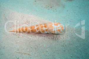 Shell on the seabed, Australian Coral Reef