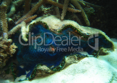 Queensland Coral Reef - Tridacna shell (Tridacne gigas) on the s