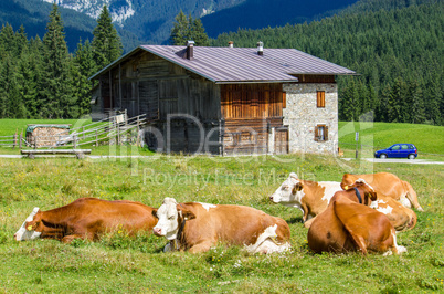 Cows grazing on a green summer meadow with hut in background