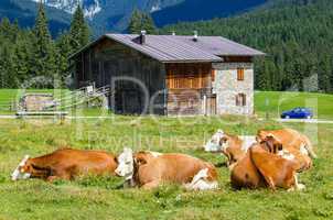 Cows grazing on a green summer meadow with hut in background