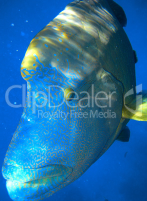 Napoleonfish - Australian Coral Reef