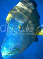 Napoleonfish - Australian Coral Reef