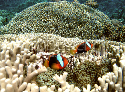 Pomacentridae, Clown Fish or Anemone fish in Queensland Coral Re