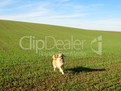 Golden Retriever auf einem grünen Feld