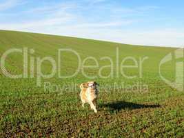 Golden Retriever auf einem grünen Feld
