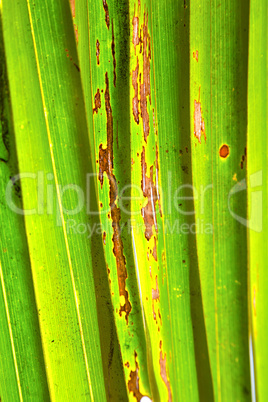 abstract  thailand in the light  leaf and his red