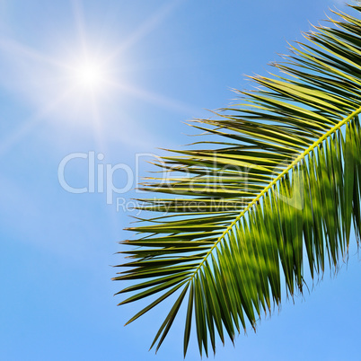 leaves of tropical palm trees and blue sky