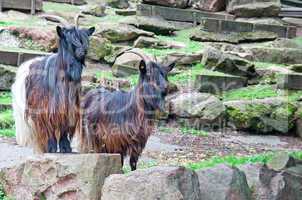 mountain goats at the zoo