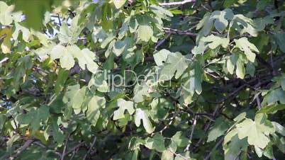 Figs bush leaves