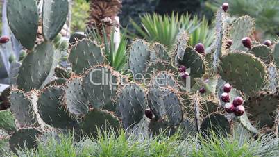 Cactus with long needles and ripening fruits