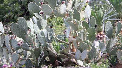 Prickly cactus plant