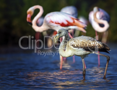 Young greater flamingo, phoenicopterus roseus, Camargue, France