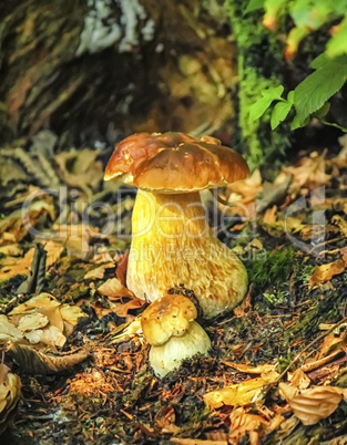 Mushrooms bolete, fungus in the woods