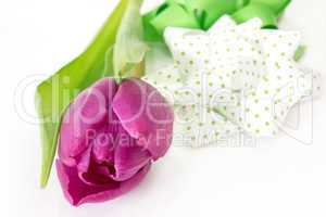 Tulpe mit Geschenkschleife