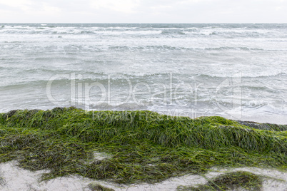 Baltic sea in winter with sea grass