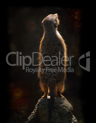 Meerkat At Sunset