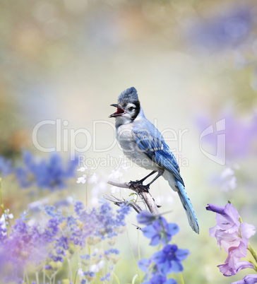 Blue Jay In The Garden