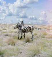 Zebras In The Savannah