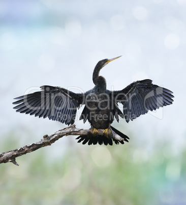 Anhinga Bird