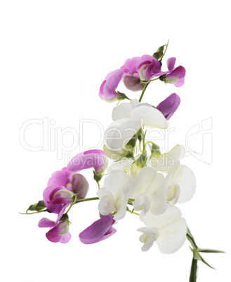 Sweet Pea Flowers