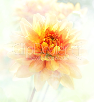 Dahlia Watercolor