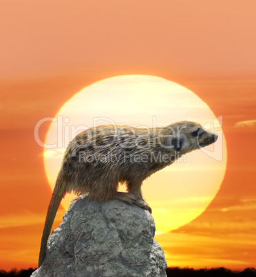 Meerkat Against  Sunset