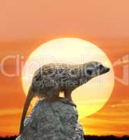 Meerkat Against  Sunset