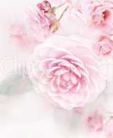 Pink Roses Watercolor