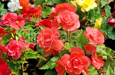 background of flowers begonias