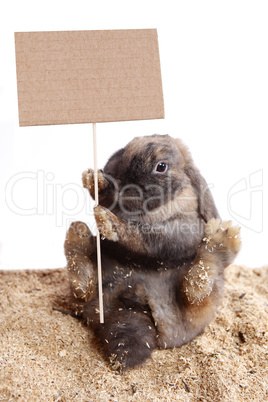 Easter bunny with an empty signpost